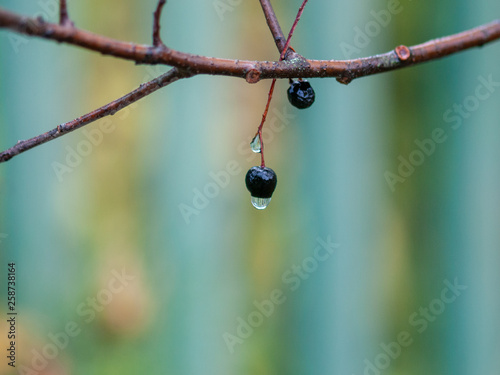 Autumn. Dew drop on bird cherry berries. Close-up, selective focus. © Александр Нестеров