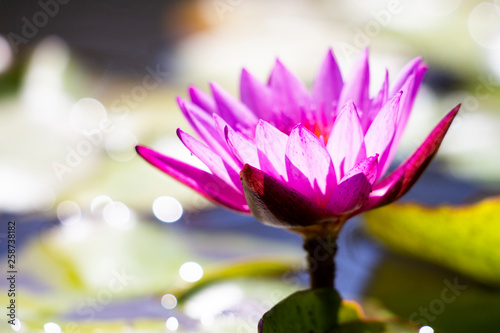 Lotus flower in the pond, bokeh image