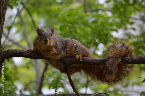 squirrel on tree © tacse7
