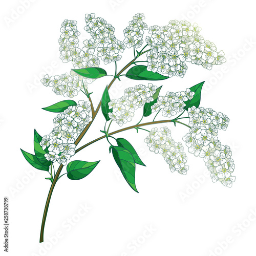 Branch with outline blossom Prunus padus or Bird cherry pastel white flower bunch with bud and leaf isolated on white background.