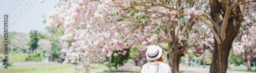 spring season with full bloom pink flower travel concept from backside of beauty asian woman enjoy with sight seeing sakura or cherry blossom with soft focus flower background