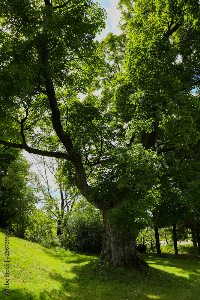 Obraz premium Tree backlit by Sun