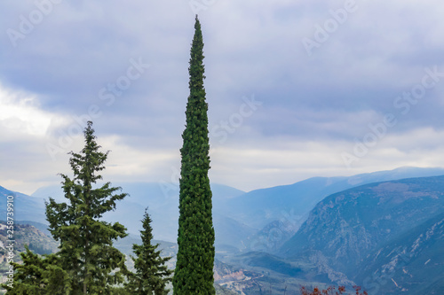 One tall slim poplar tree and another evergreen frame a view of blue misty mountains and a deep valley in Greece near the ruins at Delphi