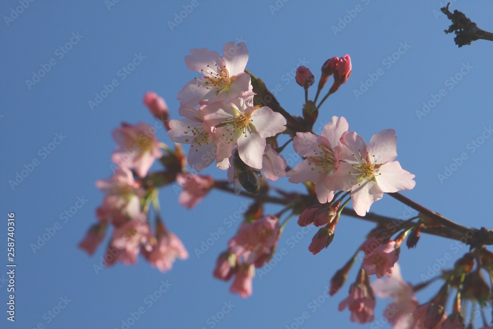 zierkirschenblüte zierkirschenblüte