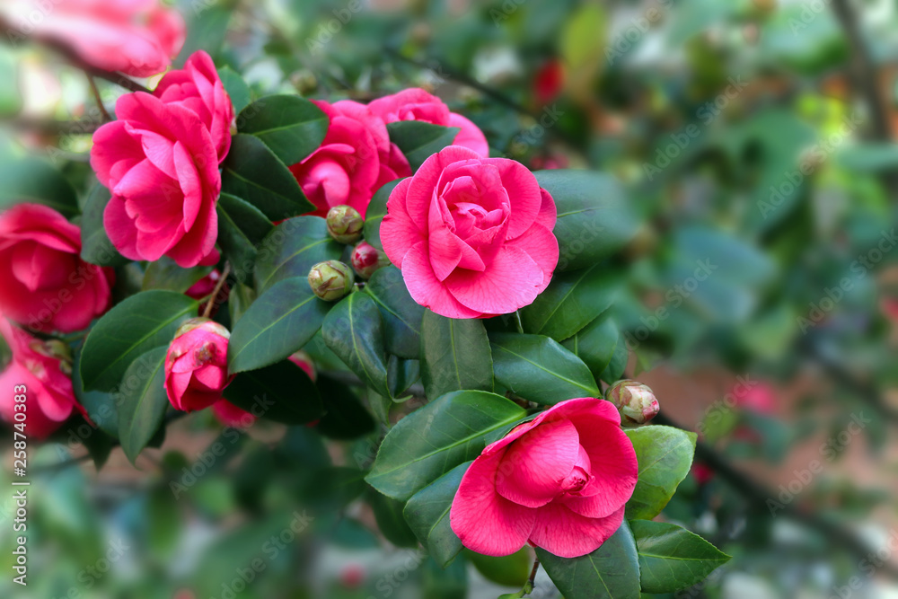 Camellia Blooming Season