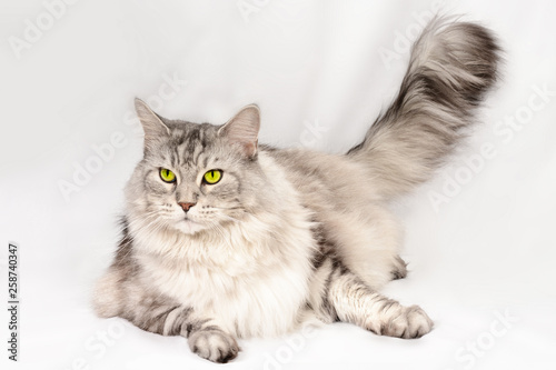 Close up portrait of beautiful adult maine coon cat with brand sight. Silver tabby serious cat.