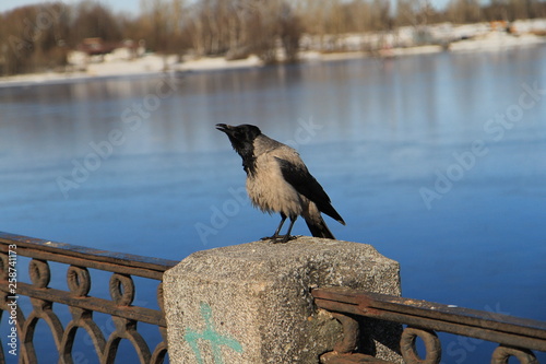 Crow on the railing © Sergey
