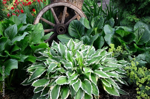 Amazing hosta with white and green leaves in the  garden close-up.