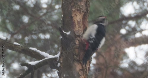 Great spotted woodpecker, Dendrocopos major, knocks on the bark of a tree, extracting edable insects. Bird in winter forest. photo