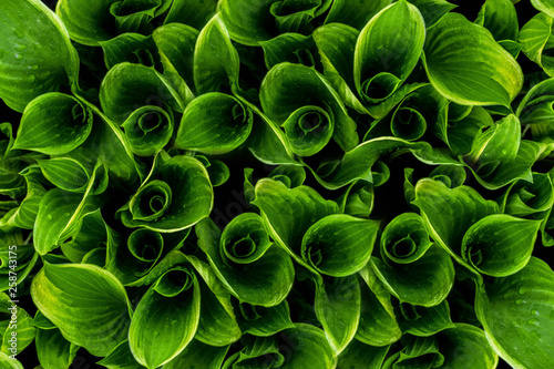 Green leaves. Green leaves background texture. Creative layout made of green leaves.