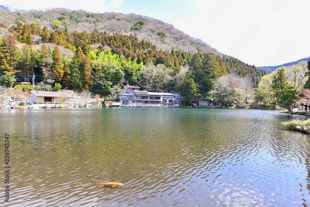 View of Kinrin Lake with Koi Fish in the Water