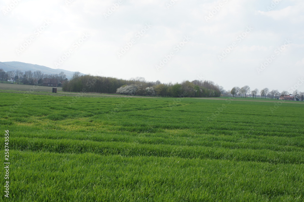 Fototapeta premium landscape, field, sky, grass, green, farm, nature, rural, agriculture, countryside, meadow, summer, blue, country, village, house, clouds, horizon, spring, farmland, 