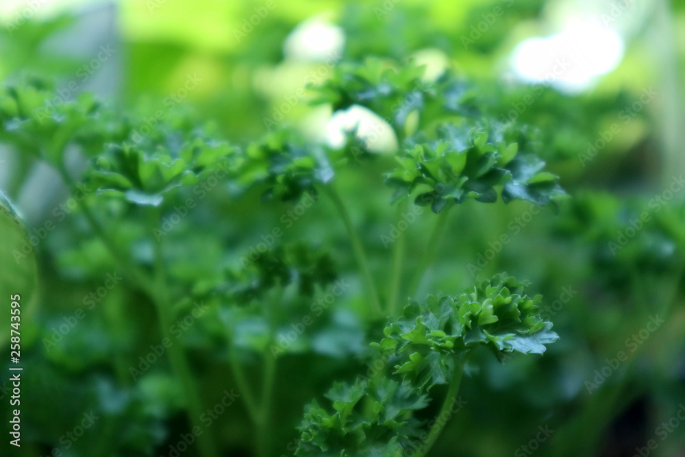 Close-up of a lush green parsley Close-up of a lush green parsley