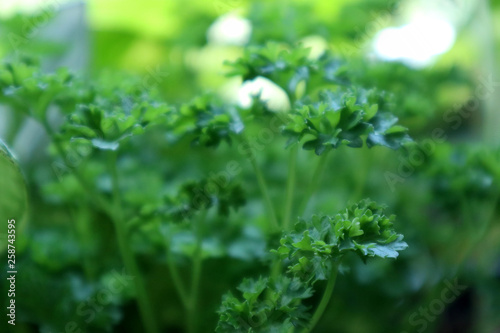 Close-up of a lush green parsley
