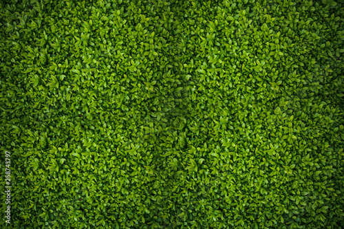 Green leaves. Green leaves background texture. Creative layout made of green leaves.