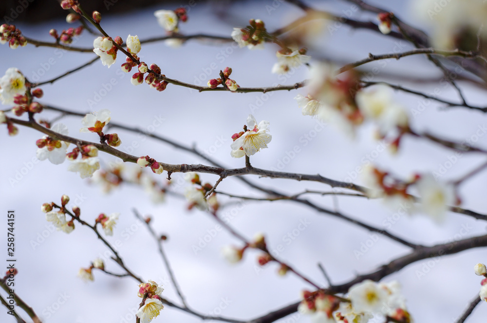 梅の花 梅の花