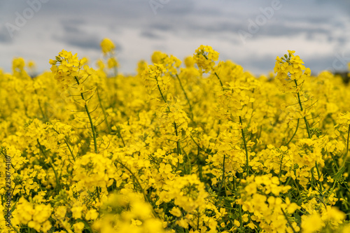A rapeseed field and grey clouds, seen near Atcham, Shropshire, England, UK