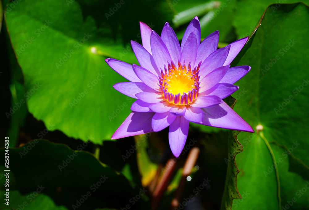 Pink aquatic waterlily lotus flowers in a pond in Bora Bora Pink aquatic waterlily lotus flowers in a pond in Bora Bora