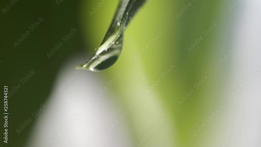 water rain drop with fresh green leaf for nature background of close up dew drop fall from leaf