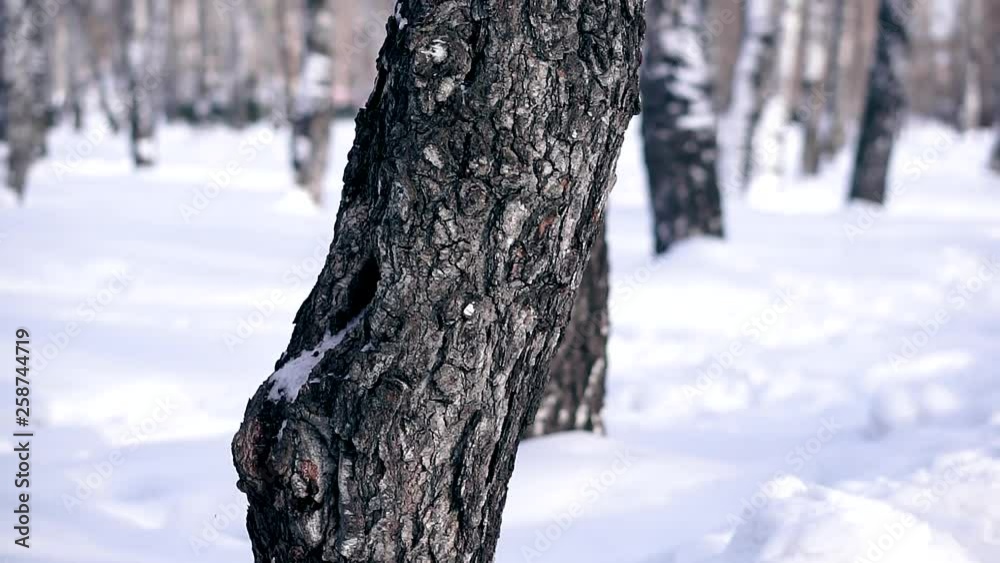 Squirrel sitting on a tree in winter. She nibbles nuts, runs up the tree. Squirrel sitting on a tree in winter. She nibbles nuts, runs up the tree.