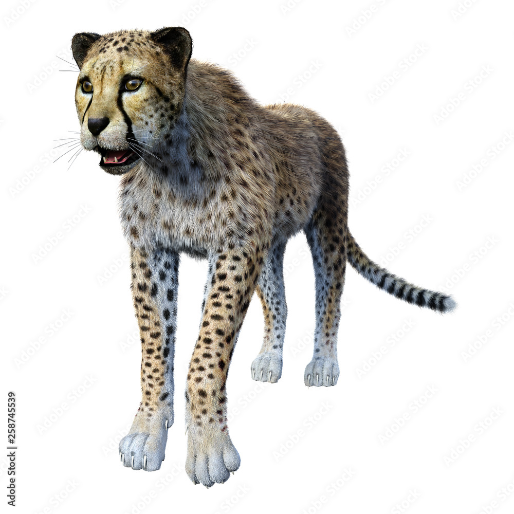 Obraz premium 3D Rendering Big Cat Cheetah on White