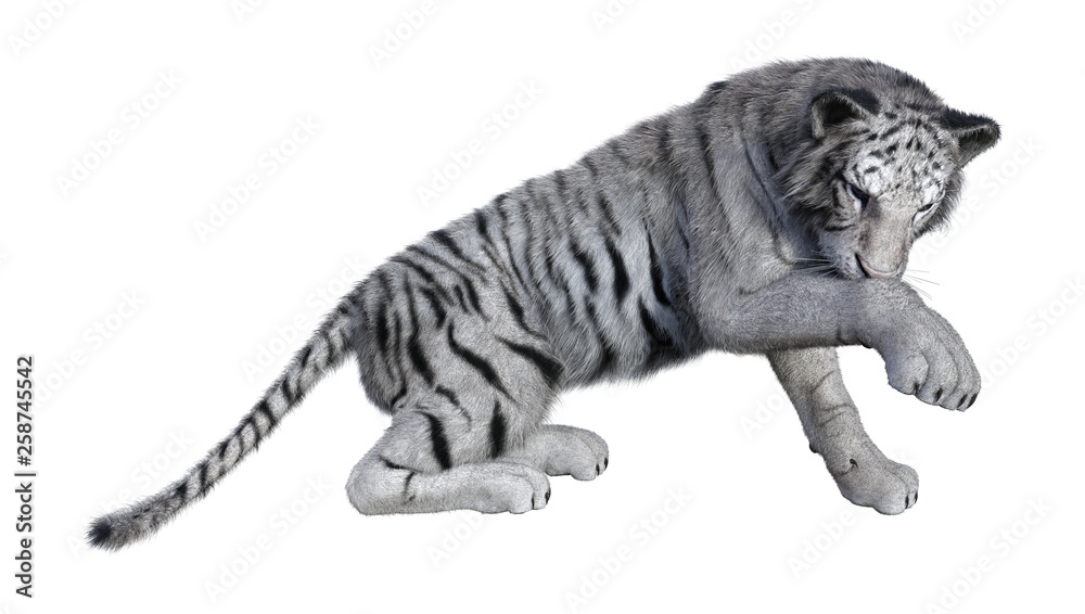 Fototapeta premium 3D Rendering White Tiger on White
