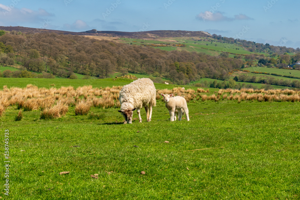 Shropshire landscape and a sheep and a lamb on a meadow at the Stiperstones National Nature Reserve, England, UK