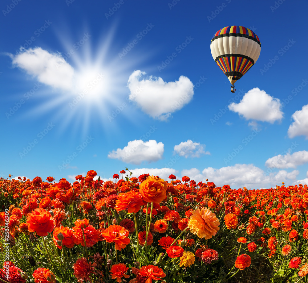 Fototapeta premium The fields of red garden buttercups