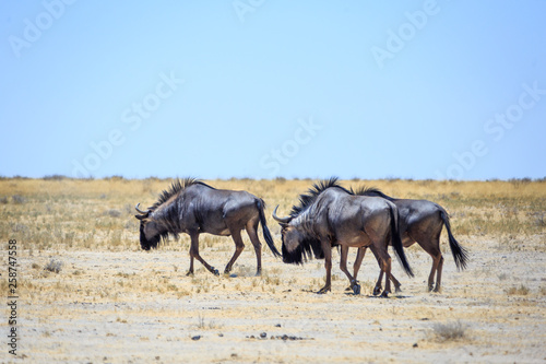 Gnou Animal pendant un safari au parc Etosha en Namibie