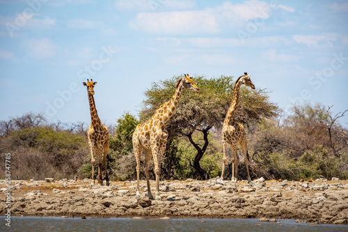 Plusieurs girafes dans la savane en Namibie Safari © Loïc Bourgeois