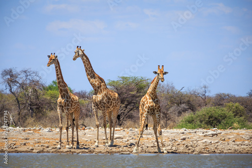 Girafes dans le parc national Etosha en Namibie