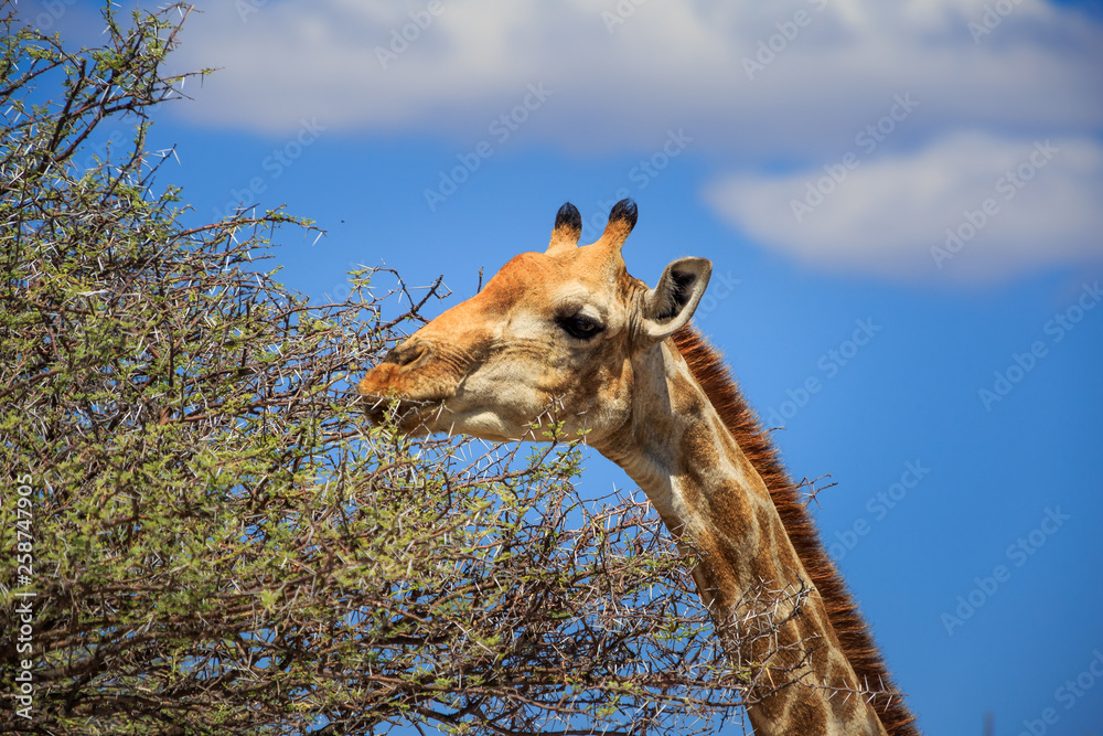 Naklejka premium Girafe qui mange des feuilles sur un arbre