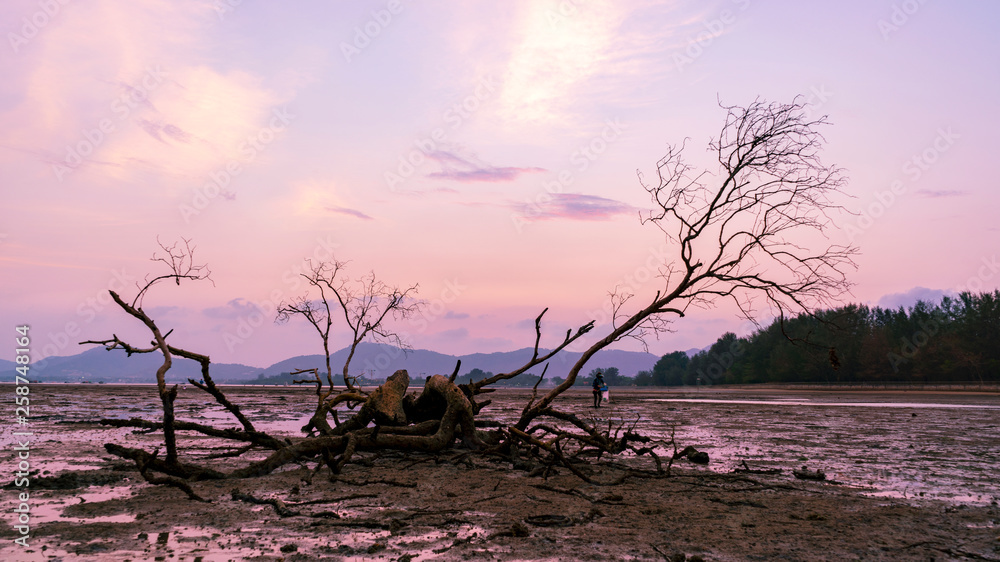 dead tree in the tropical sea sunset or sunrise evening time dead tree in the tropical sea sunset or sunrise evening time