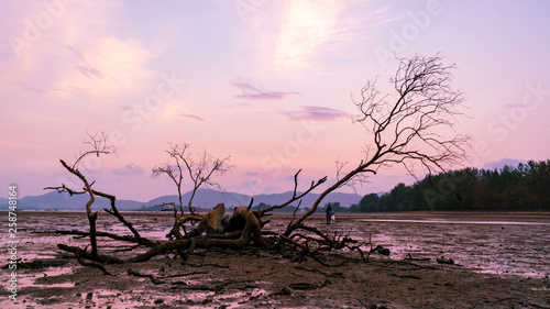 dead tree in the tropical sea sunset or sunrise evening time