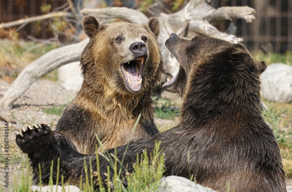 Fototapeta premium jeux de Bagarre