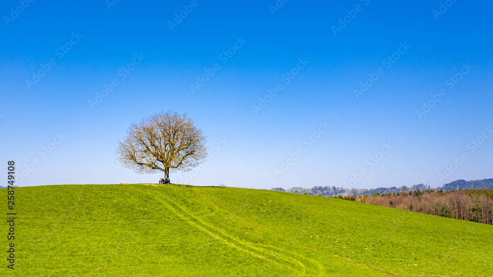 Fototapeta premium Auf einer Anhöge gelewachsener, einzelner Baum