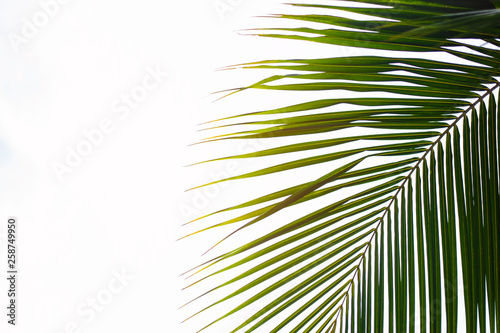 palm leaves.summer tree.