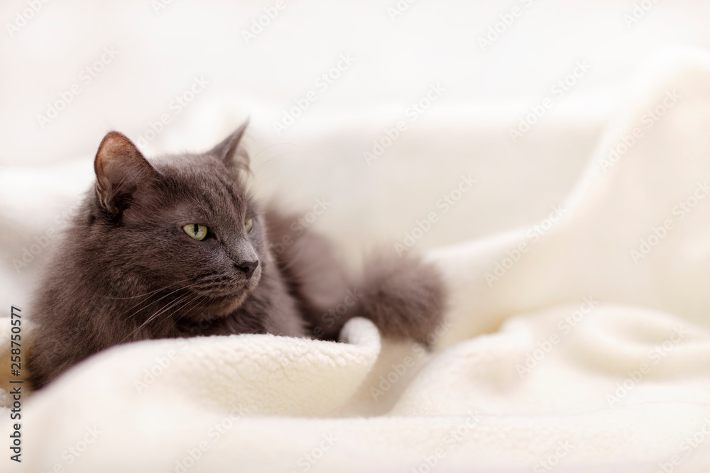 Beautiful gray fluffy cat sleeping on the couch. Beautiful gray fluffy cat sleeping on the couch.