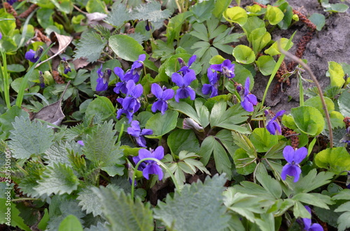 Fiołki wonne wśród innych rośłin, Viola odorata