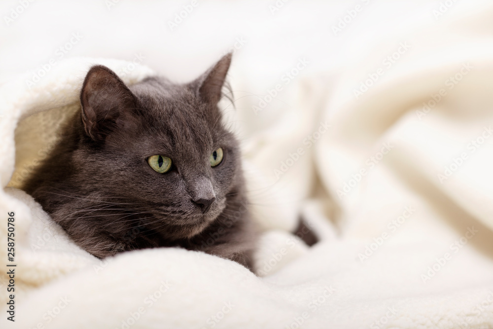 Beautiful gray fluffy cat sleeping on the couch.