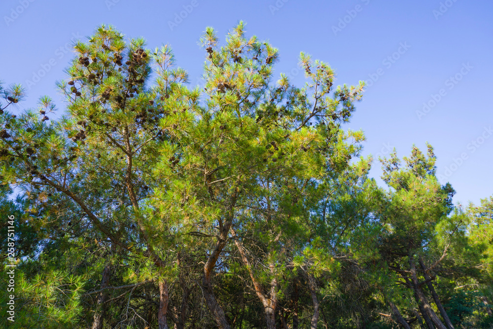 Branches of a pine tree top with pine cones on blue sky background. Beautiful Sun light rays is visible through tree branches. Huge, strong, high old pine tree in scenic clear bright nature day view.