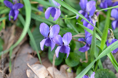 Fiołki wonne kwitnące wiosną, Viola odorata