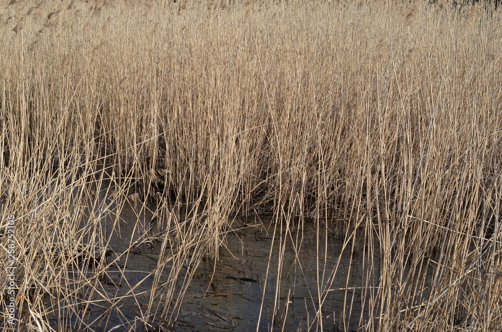 Fototapeta premium Sucha trzcina pospolita, po zimie, Phragmites australis
