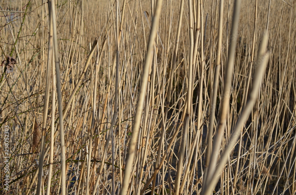 Sucha trzcina pospolita, po zimie, Phragmites australis Sucha trzcina pospolita, po zimie, Phragmites australis