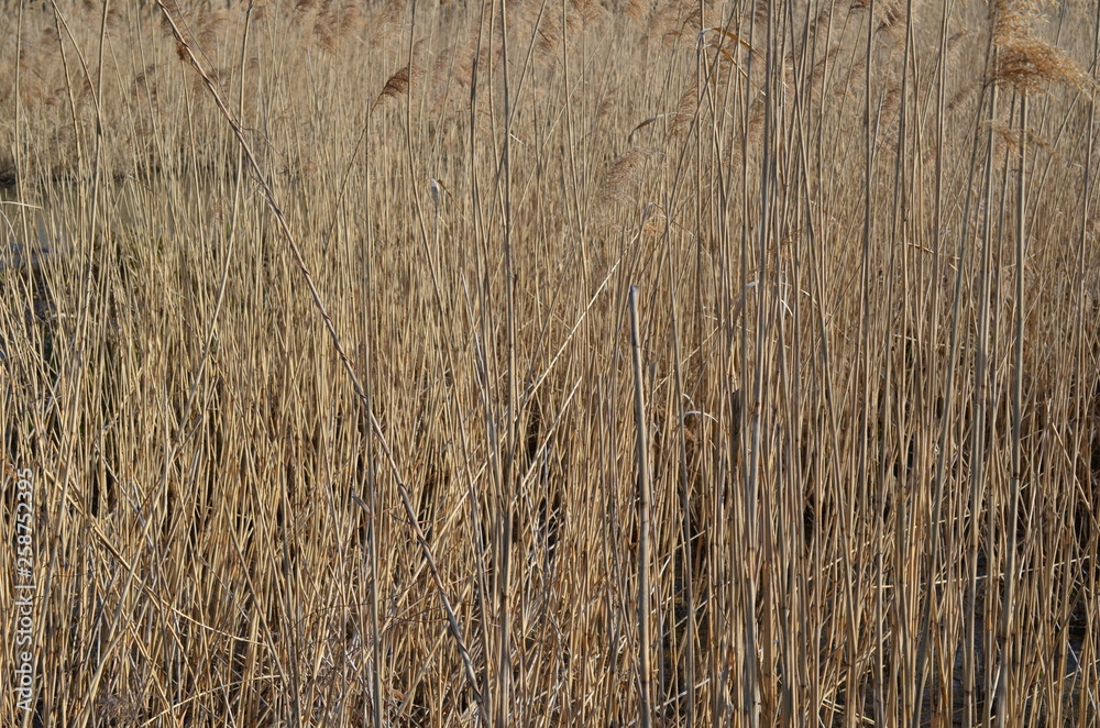 Sucha trzcina pospolita, po zimie, Phragmites australis Sucha trzcina pospolita, po zimie, Phragmites australis