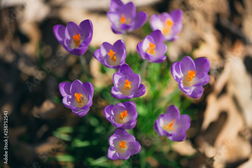 purple crocus flowers in the Spring