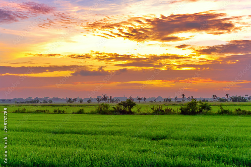 Rice field Green Thailand countryside with beautiful cloudy sky on morning Rice field Green Thailand countryside with beautiful cloudy sky on morning
