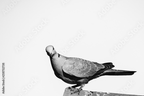Birds Pigeons