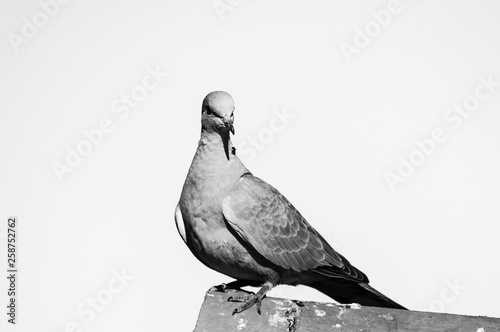 Birds Pigeons