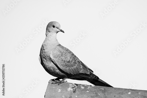 Birds Pigeons